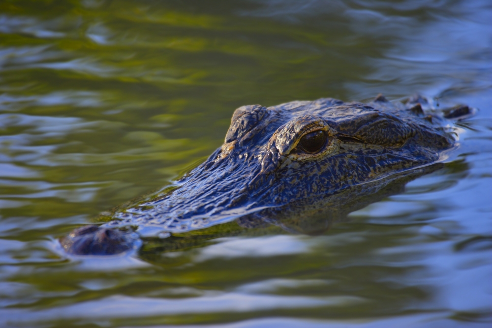Alligator Poster Print by Don Hammond, 17 x 11