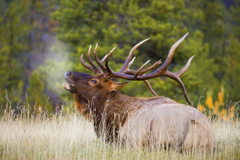 Bull Elk Poster Print by Carson Ganci - 17 x 11