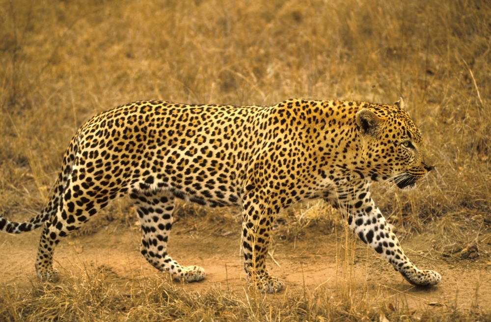 Male Leopard Poster Print by John Pitcher, 34 x 22 - Large
