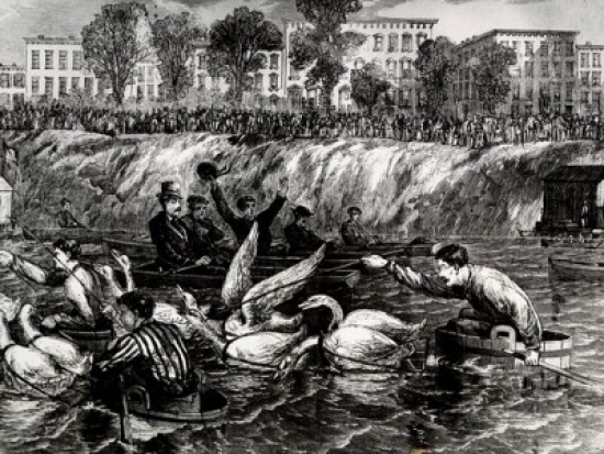 Goose Race September 23 1869 Poster Print