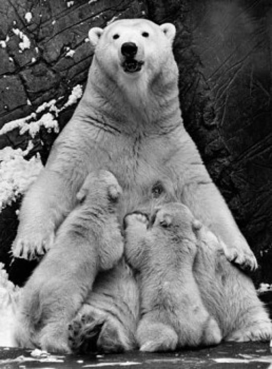 Polar Bear Feeding Its Cubs Ursus Maritimus Poster Print - 18 x 24 in.