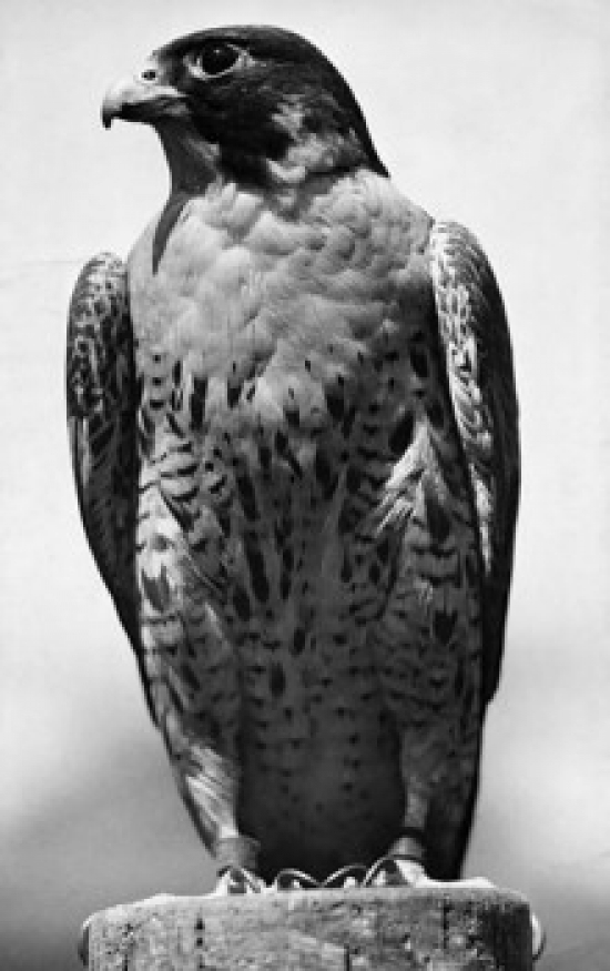 Falcon Perching on a Tree Stump Poster Print - 18 x 24 in.