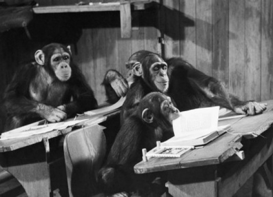 Four Chimpanzees Sitting in a Classroom Poster Print - 18 x 24 in.