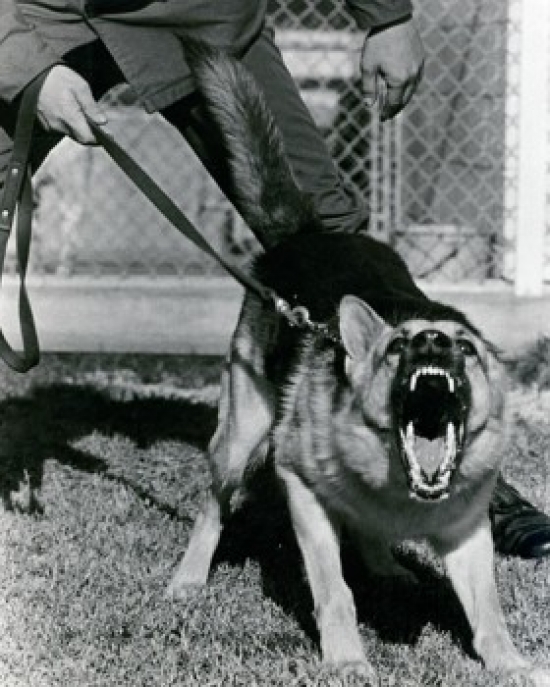 German Shepherd Barking Front View Poster Print - 18 x 24 in.