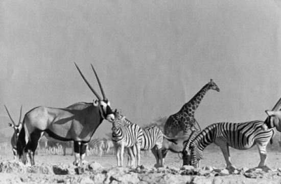 Namibia Etosha National Park Zebras Standing with Giraffe & Gemsbok in Field Poster Print - 18 x 24 in.