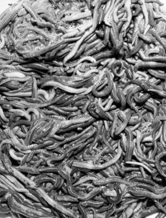 High Angle View of Worms Poster Print - 18 x 24 in.