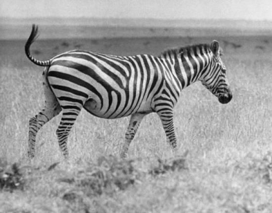 Zebra Walking in a Field Poster Print - 18 x 24 in.