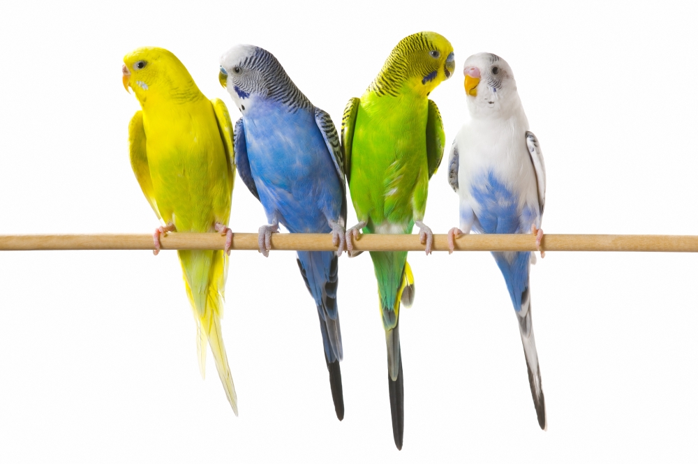 DPI1787264 Budgerigar Melopsittacus Undulatus On A Perch Poster Print by Corey Hochachka, 17 x 11