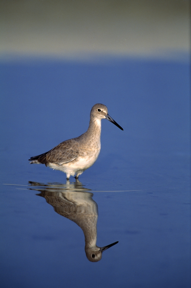 DPI1787510LARGE Willet Shorebird Poster Print by Natural Selection David Ponton, 24 x 36 - Large