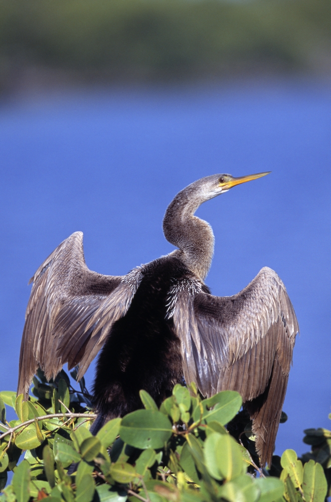 Anhinga Poster Print by Natural Selection David Ponton - 24 x 36