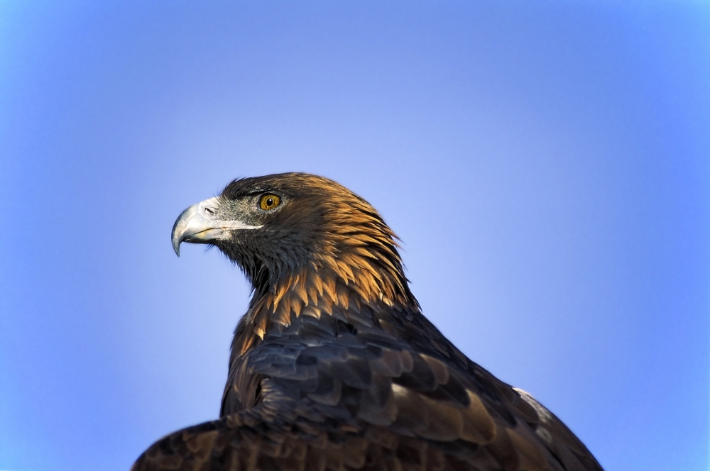 Golden Eagle Poster Print by John Pitcher - 17 x 11