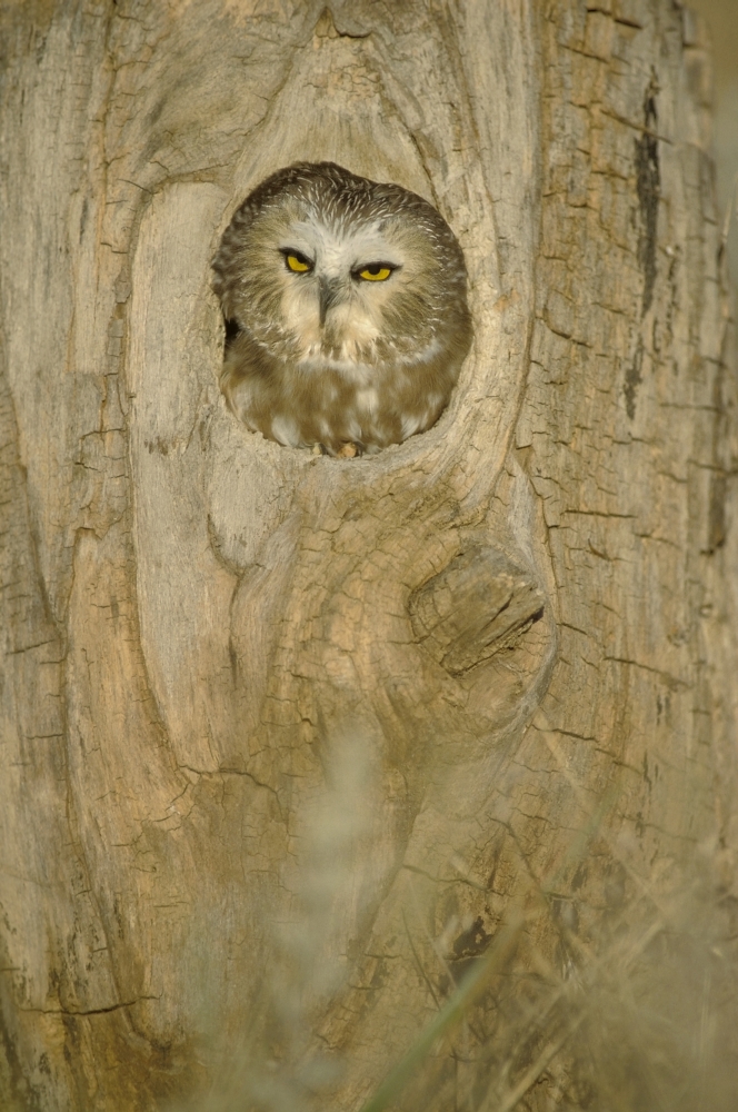 Saw Whet Owl in Hollow Tree Poster Print by John Pitcher, 22 x 34 - Large