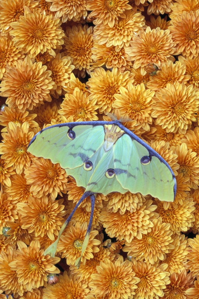 DPI1787912 Butterfly On Flowers Poster Print by Natural Selection Jeff Lepore, 12 x 18