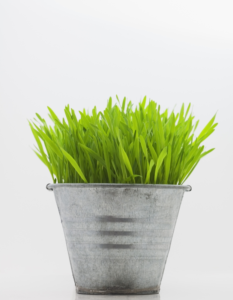 DPI1787945LARGE Green Grass in Metal Planter Against White Background Poster Print by Steven Raniszewski, 24 x 30 - Large