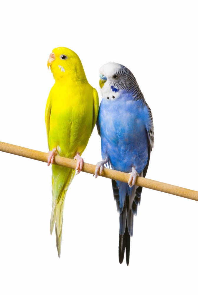 DPI1788161LARGE Budgerigar Melopsittacus Undulatus On A Perch Poster Print by Corey Hochachka, 22 x 32 - Large