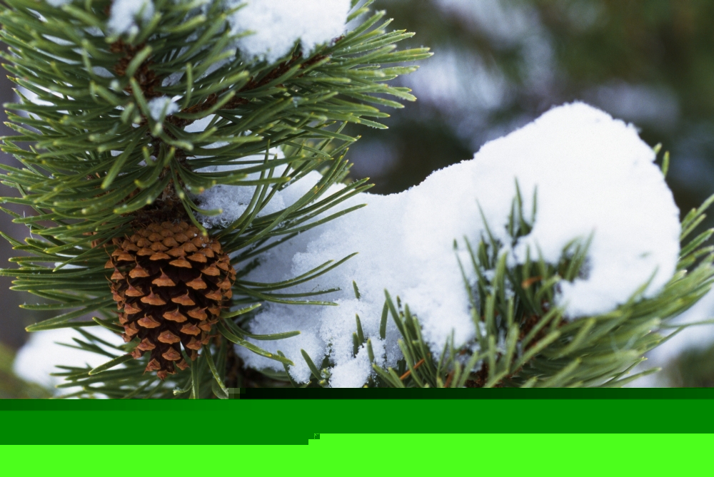 Snow On A Tree Poster Print by Natural Selection Craig Tuttle - 18 x 12