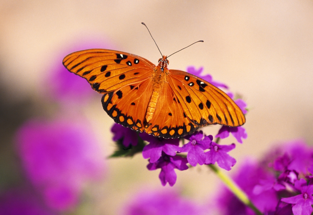 Orange Butterfly Poster Print by Natural Selection Craig Tuttle - 18 x 12