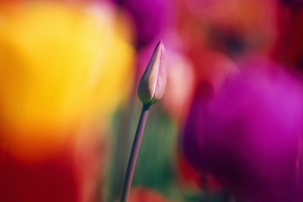 DPI1788422 Selective Focus Tulip Flower Field Poster Print by Natural Selection Craig Tuttle, 18 x 12