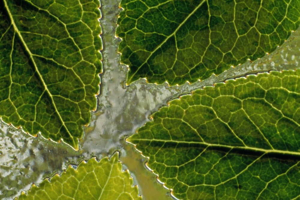 DPI1788788LARGE Leaves On Water Poster Print by Natural Selection Chris Pinchbeck, 36 x 24 - Large