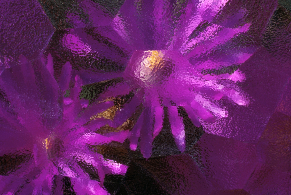 DPI1788806 Ice Plant Blossoms Under Ice Poster Print by Natural Selection Chris Pinchbeck, 18 x 12