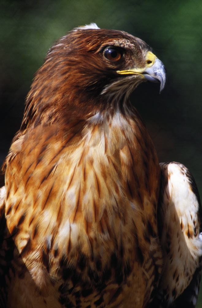 Red Tailed Hawk Poster Print by Natural Selection Ralph Curtin, 12 x 18