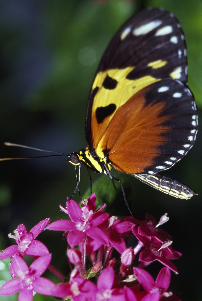 Tiger Longwing Butterfly Poster Print - 12 x 18