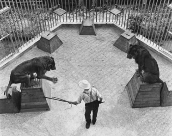 High Angle View of an Animal Trainer with Two Lions Performing in a Circus Poster Print - 18 x 24 in.