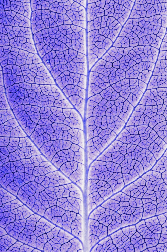 DPI1784146 Monotone Close Up of Leaf Poster Print by Sean White, 11 x 17 -  Posterazzi