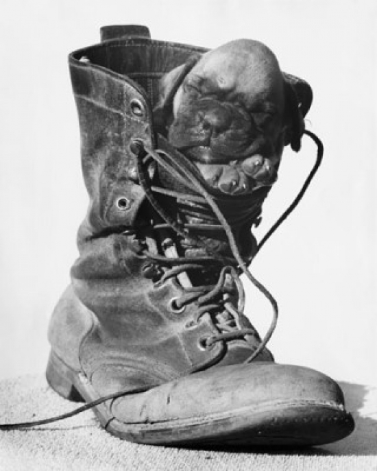Puppy Sleeping in a Boot Poster Print - 18 x 24 in.