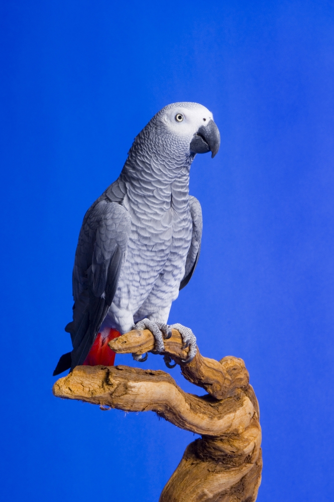 African Grey Parrot Poster Print by Corey Hochachka, 11 x 17