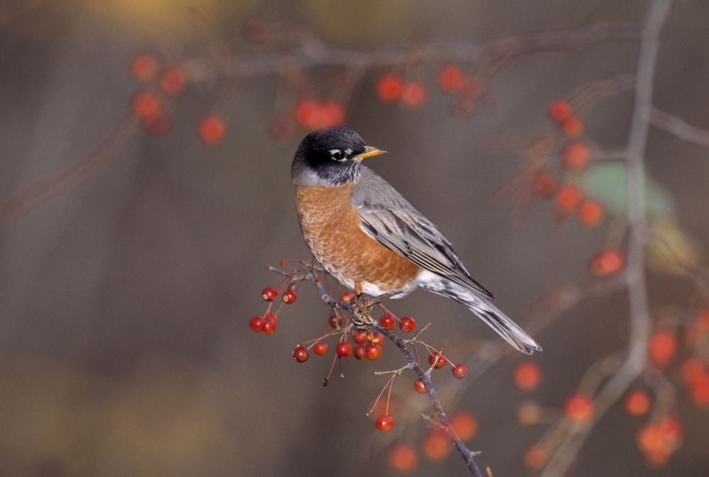 DPI1784675 American Robin in Crab Apple Tree Poster Print by Natural Selection Bill Byrne, 18 x 12