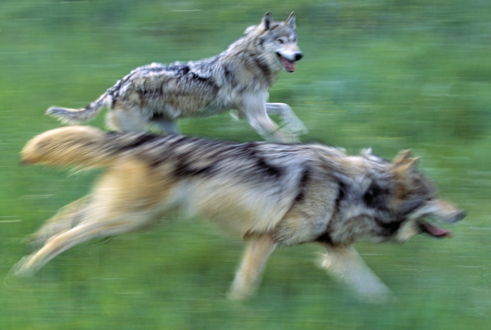 Wolves Running in Mountain Meadow Blurred Focus Poster Print by Natural Selection David Ponton - 18 x 12