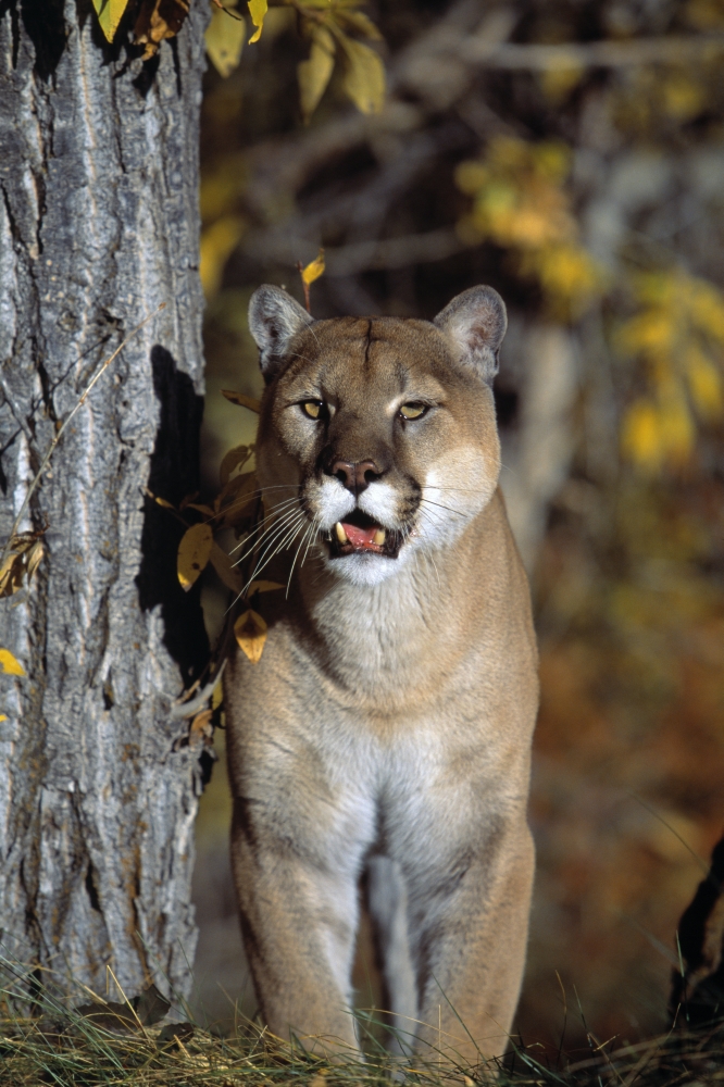 Mountain Lion Poster Print by Natural Selection David Ponton - 24 x 36 - Large