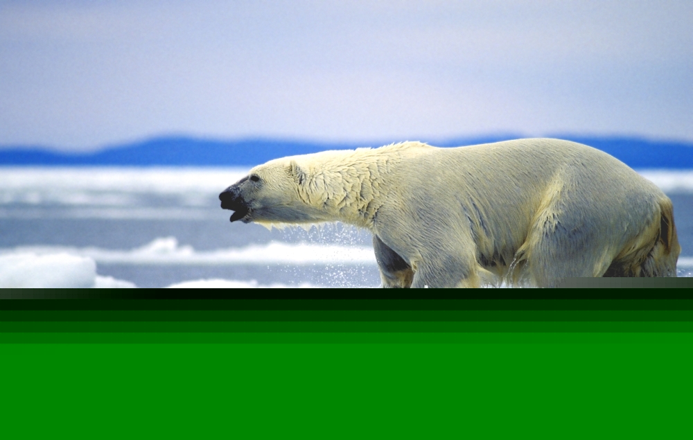 DPI1785262 Polar Bear Running On An Ice Flow in Wager Bay Canada Poster Print by John Pitcher, 17 x 11