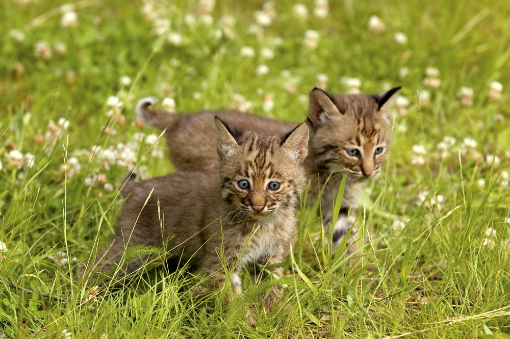 Bobcat Kittens Poster Print by John Pitcher, 34 x 22 - Large