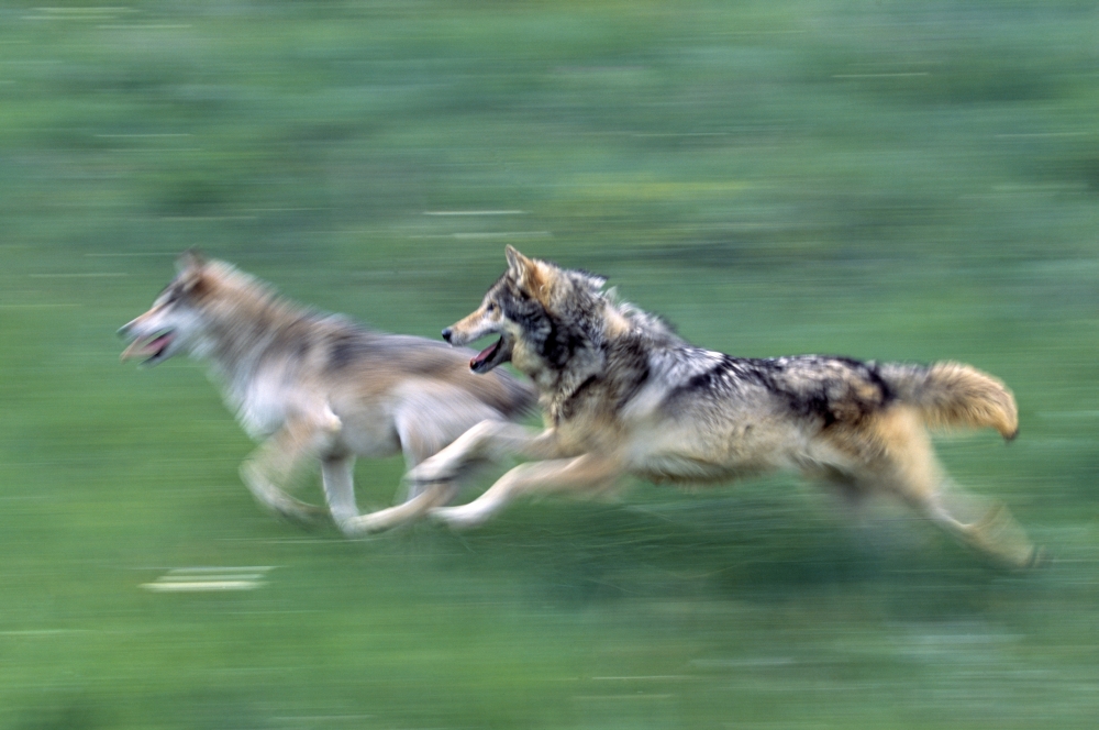 Two Wolves in Mountain Meadow Poster Print by Natural Selection David Ponton, 36 x 24 - Large