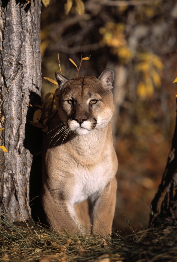 Mountain Lion Poster Print by Natural Selection David Ponton, 24 x 36 - Large