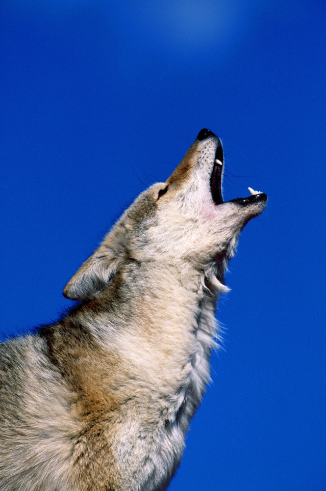 DPI1787580LARGE Howling Coyote Poster Print by Natural Selection David Ponton, 24 x 36 - Large