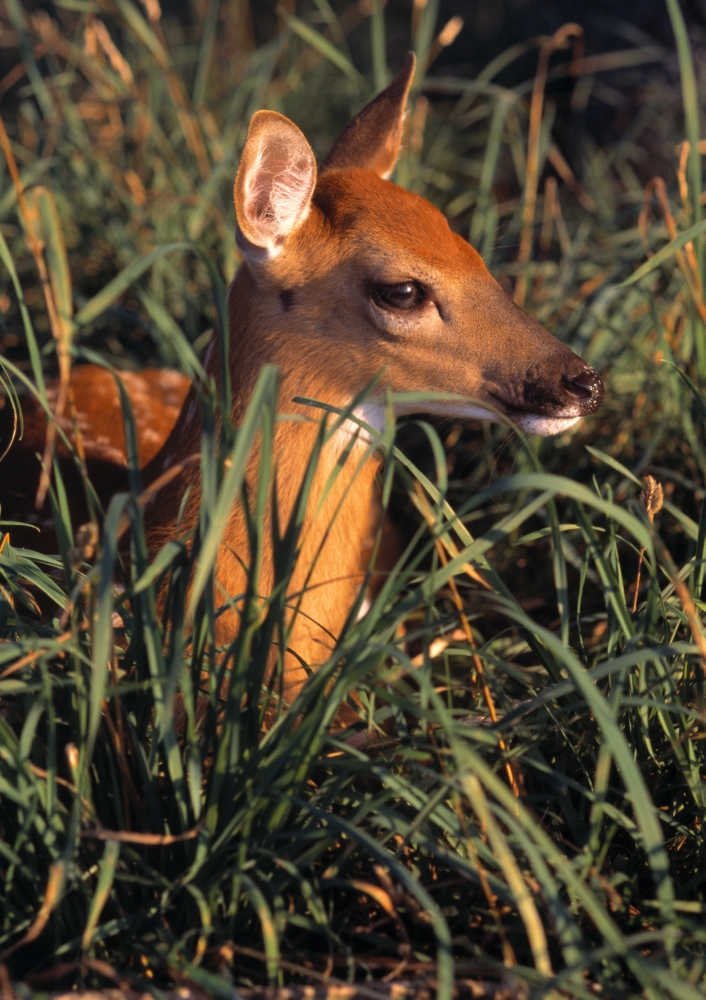 DPI1787809LARGE Young Deer Laying in Grass Poster Print by Natural Selection Bill Byrne, 24 x 36 - Large