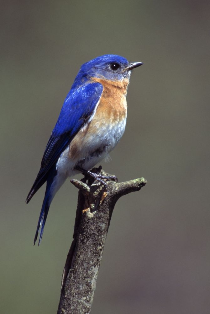 DPI1787833 Eastern Bluebird Poster Print by Natural Selection Bill Byrne, 12 x 18