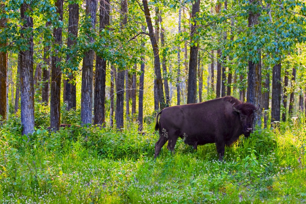 Single Bison Poster Print by Don Hammond - 17 x 11