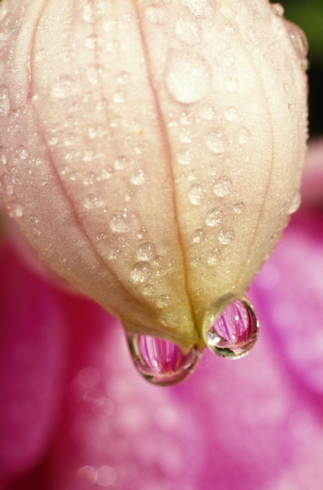 Flower with Dewdrops Poster Print by Natural Selection Craig Tuttle, 24 x 36 - Large