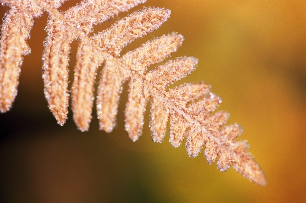 Frost On A Fern Leaf Poster Print by Natural Selection Craig Tuttle - 18 x 12