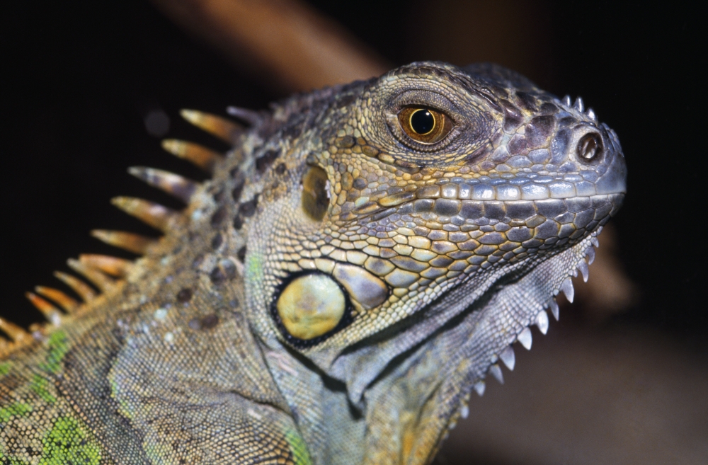 Green Iguana Poster Print by Natural Selection Ralph Curtin - 36 x 24 - Large