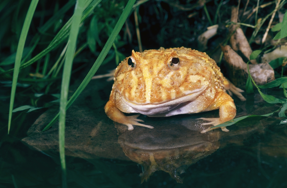 Albino Horned Frog Poster Print by John Pitcher - 17 x 11