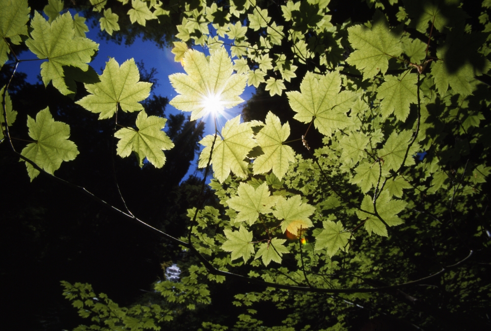 Sunlight Through Maple Leaves Poster Print by Natural Selection Craig Tuttle - 18 x 12