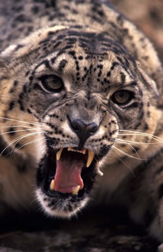 Tibet Snow Leopard Captive Poster Print by Stuart Westmorland - 18 x 27 in.