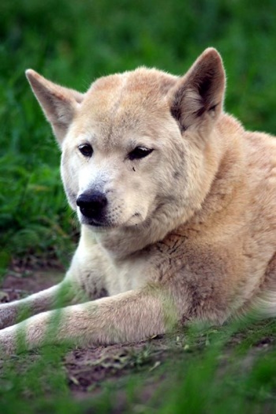 Dingo Australia Poster Print by David Wall - 17 x 26 in.