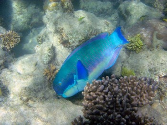Steephead Parrotfish Great Barrier Reef Australia Poster Print by David Wall - 26 x 20 in.