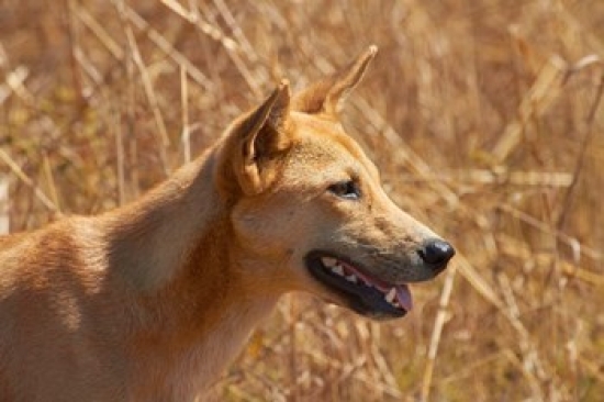 Dingo Wildlife Kakadu Np Northern Territory Australia Poster Print by David Wall - 26 x 18 in.